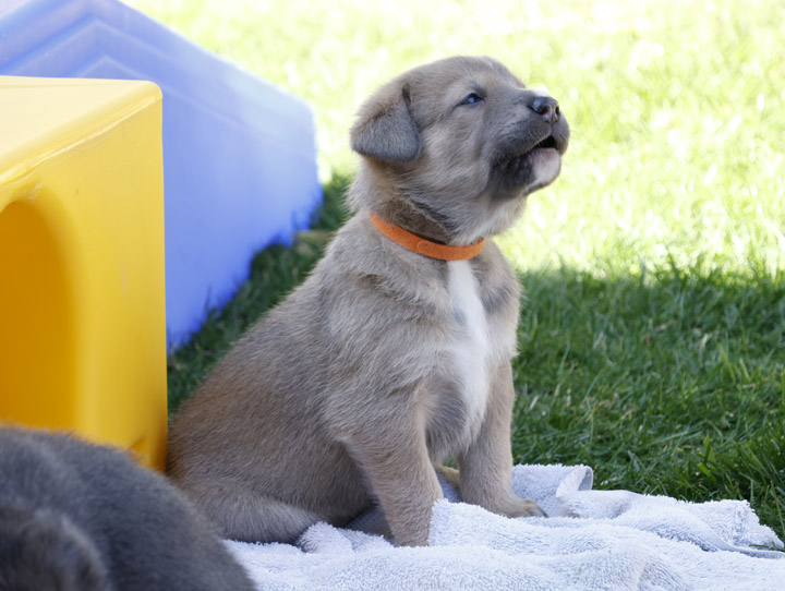 chinook dog